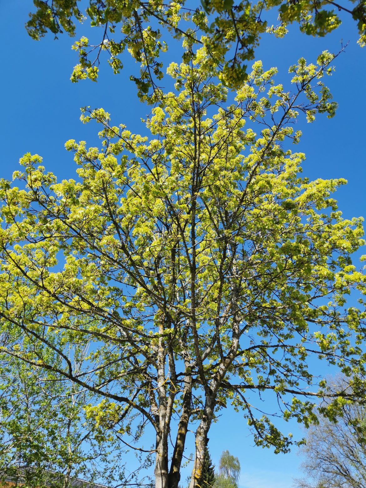 Nahrung und Heilung aus heimischen Wäldern…